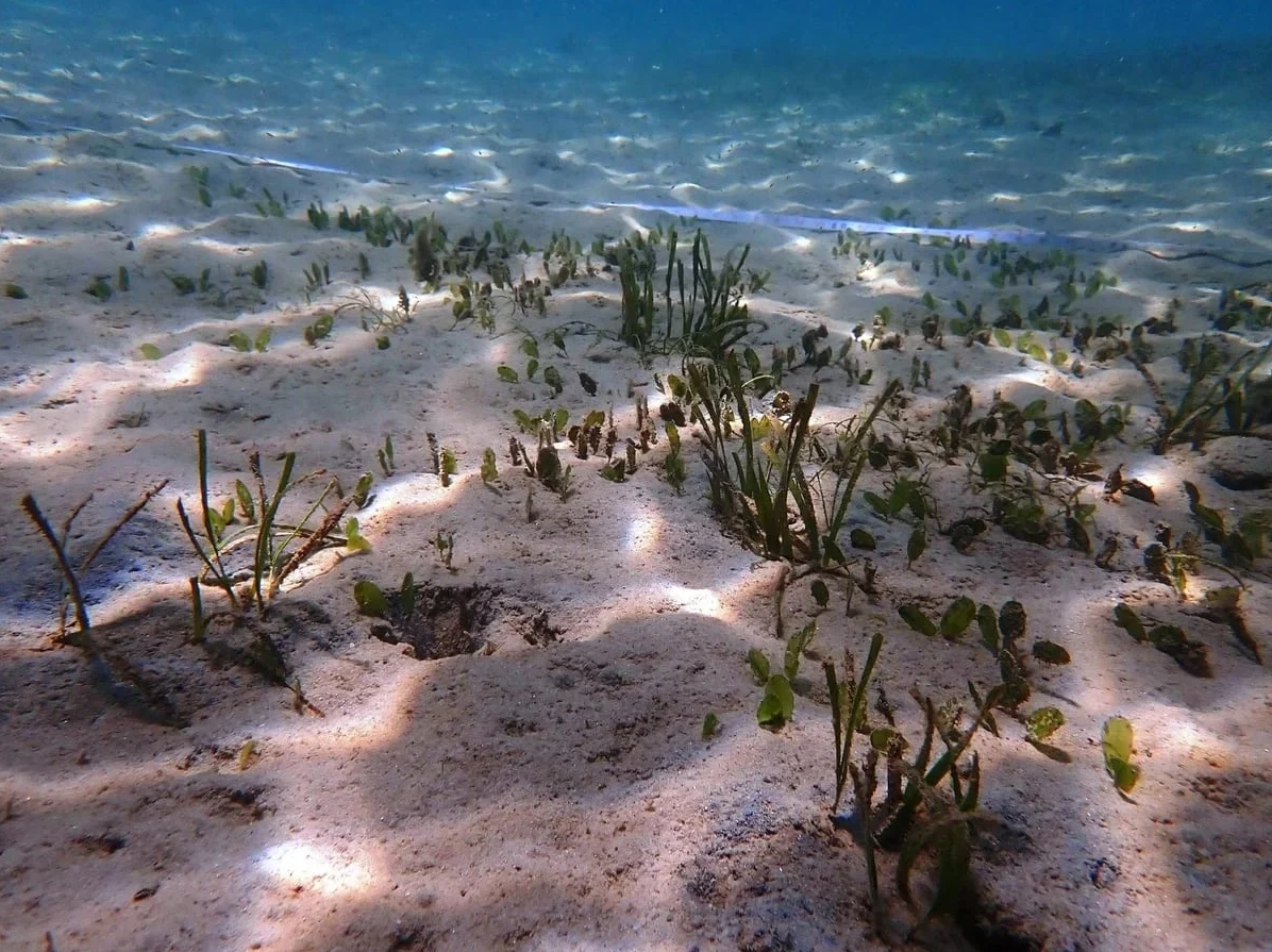 Reviving Cu Lao Cham’s seagrass meadows